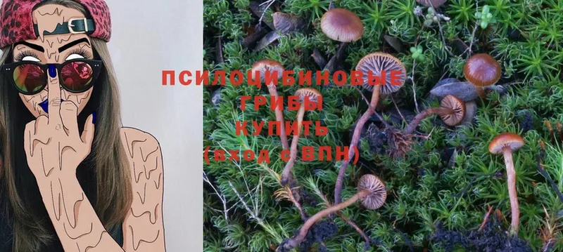 площадка телеграм  наркошоп  Трубчевск  Псилоцибиновые грибы MAGIC MUSHROOMS 